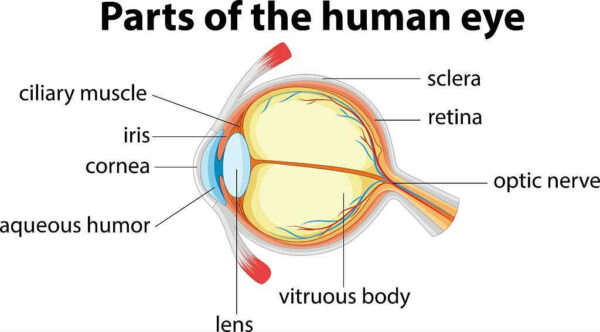 جميع أجزاء العين