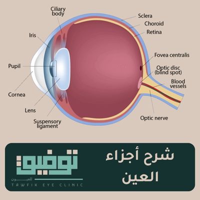 أجزاء العين